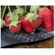 Microgeperforeerde mulchfolie aardbeien 12st Vilmorin