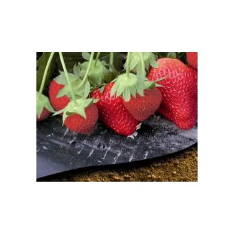 Microgeperforeerde mulchfolie aardbeien 12st Vilmorin