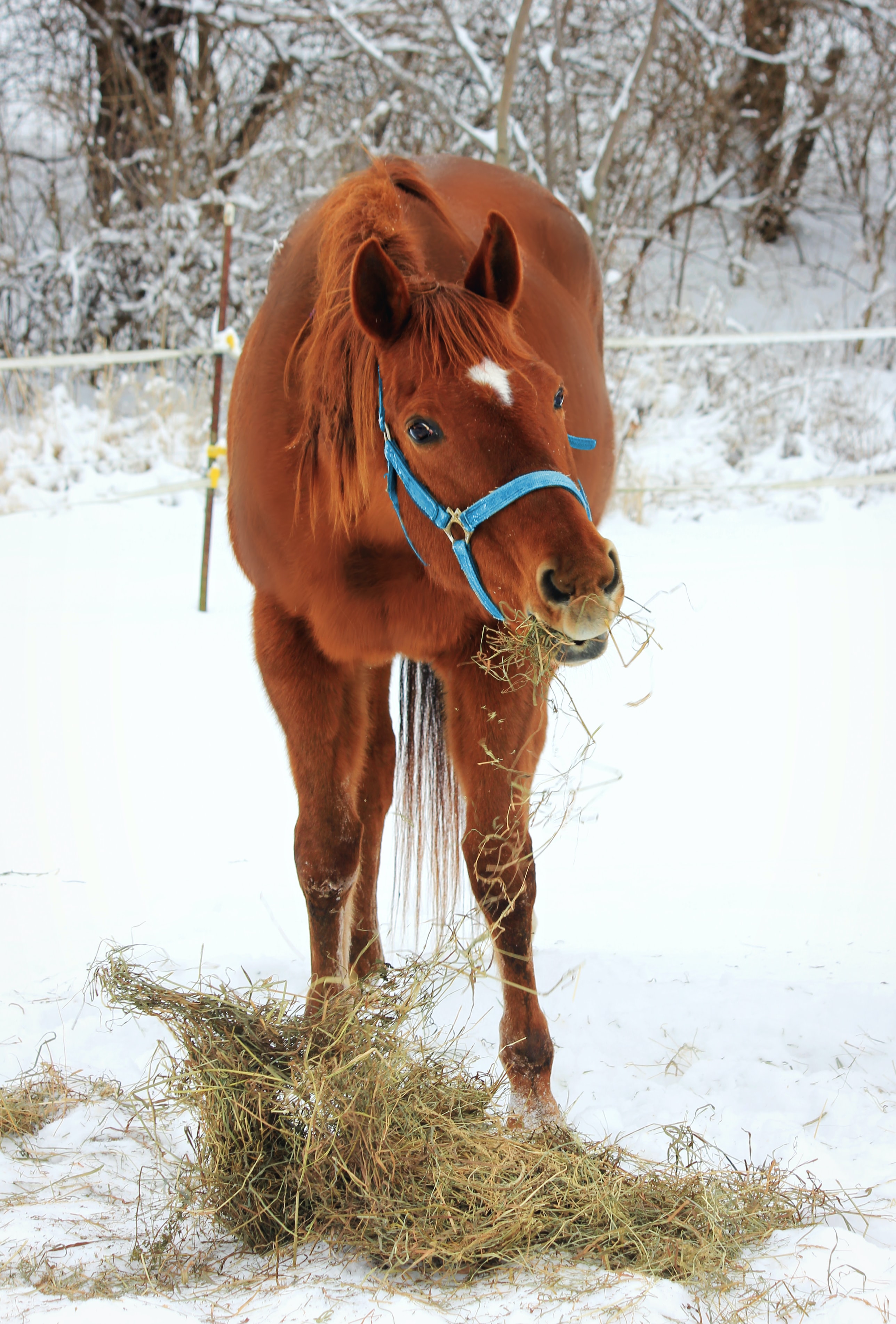 Paard met hooi